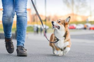 CanineFit Rehab Treadmill